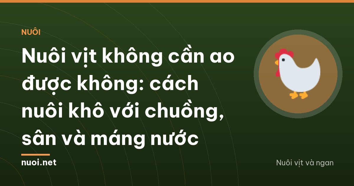 Nuôi vịt không cần ao được không: cách nuôi khô với chuồng, sân và máng nước